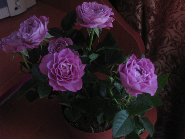 Мой хваст)))