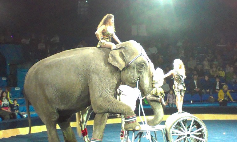 Цирк в Сокольниках