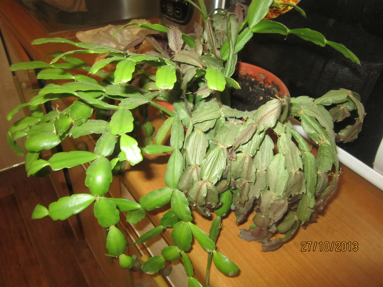 Можно- ли помочь?