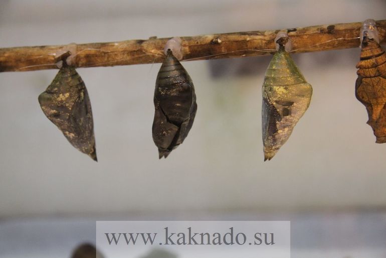 Всеросийский выстовочный центр.