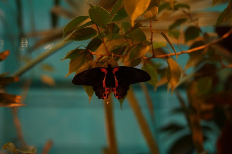 Всеросийский выстовочный центр.