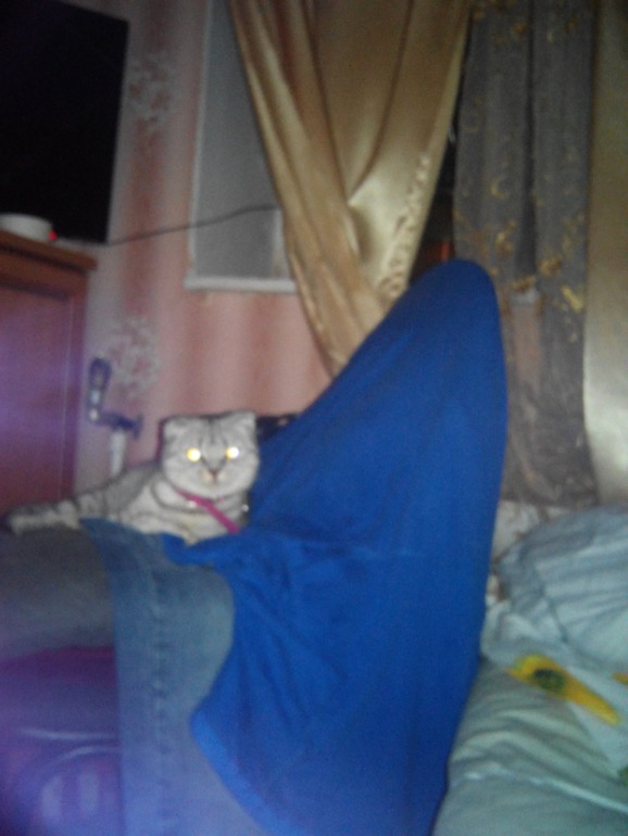 Помогите угадать) Какой породы кошечка))