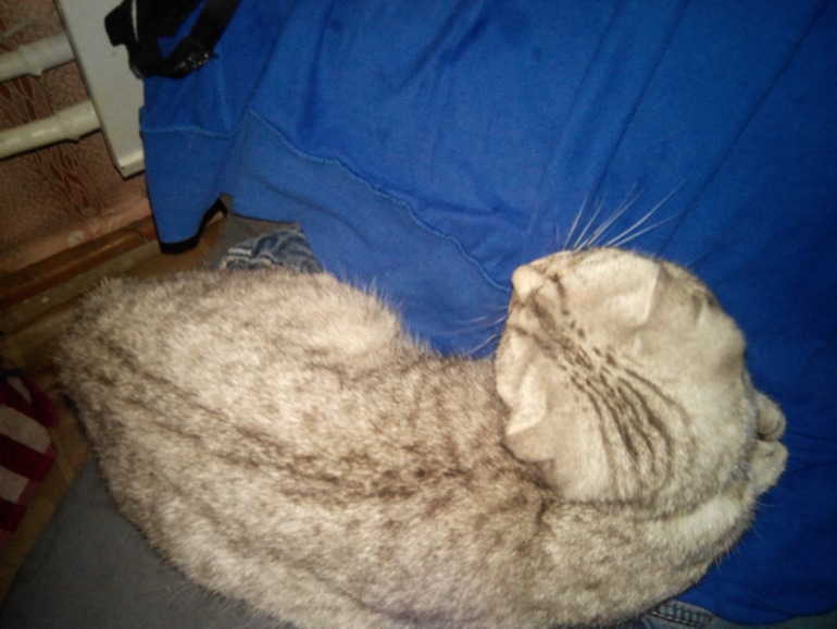 Помогите угадать) Какой породы кошечка))