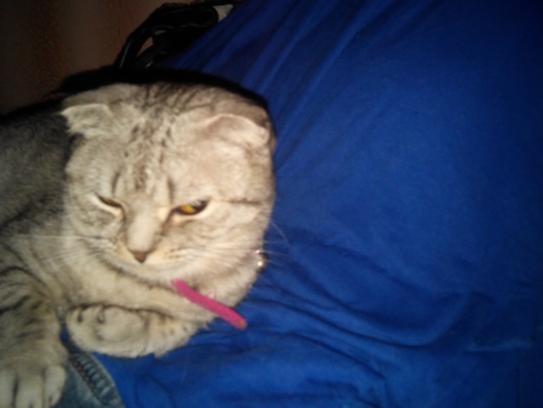 Помогите угадать) Какой породы кошечка))