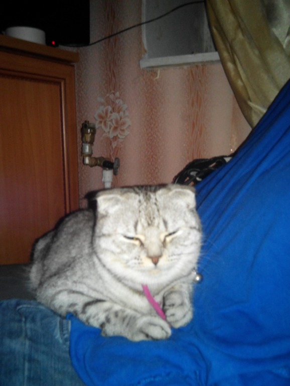 Помогите угадать) Какой породы кошечка))