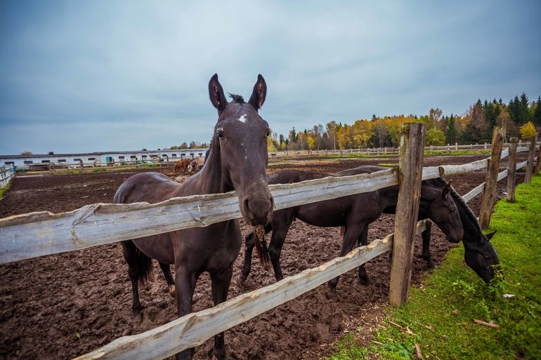 Терапия. Советую всем измотанным ожиданием и холодной осенью.