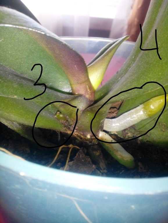 вопросы по орхидее