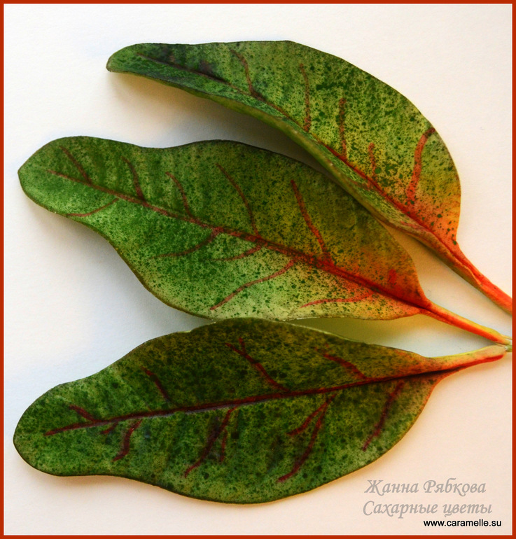 Сахарные листья кротона и орхидея фаленопсис...