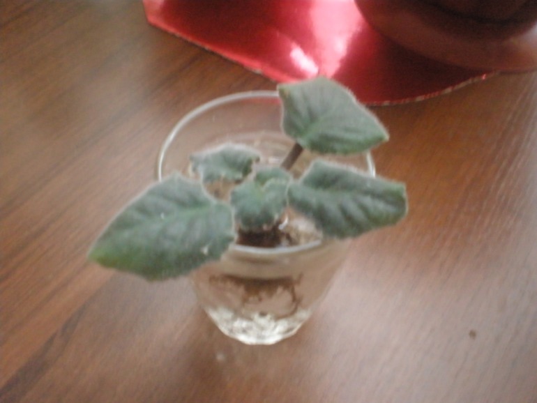 Что с фиалкой?