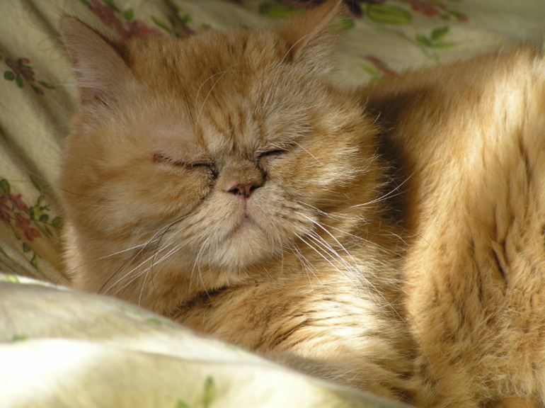 Моя котейка Сонька.