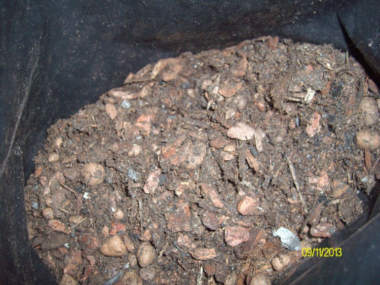 Пересаживаю орхидею. Нужна помощь!!!