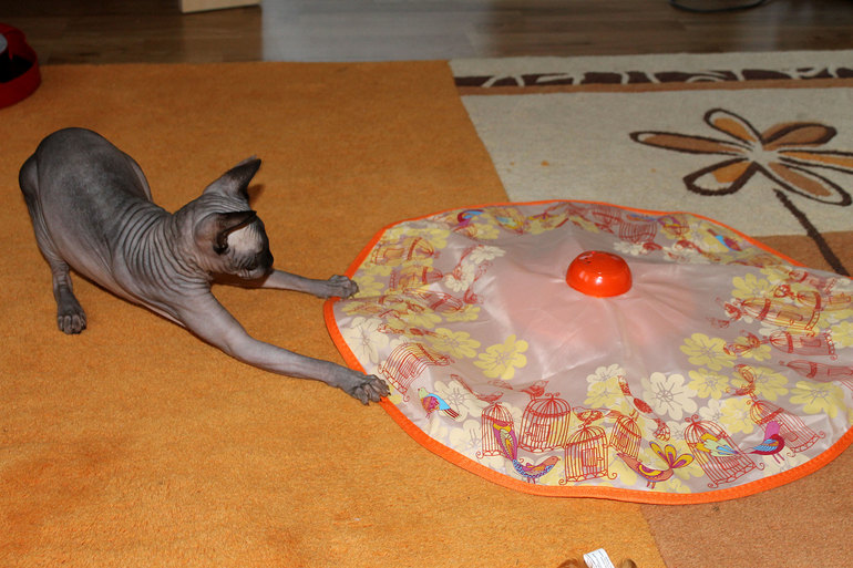 Третий пост за неделю о Клео :-)