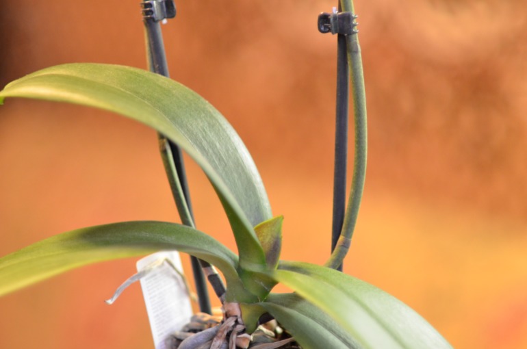 Новый листик у орхидеи