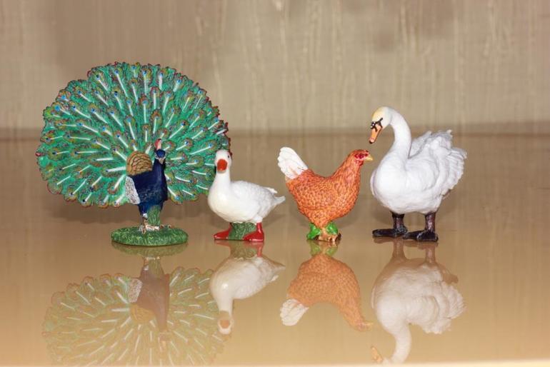 Изучаем животных.