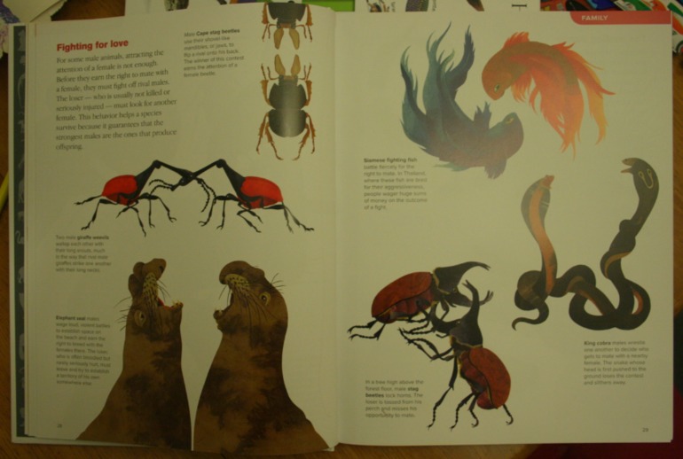 Наше новое увлечение