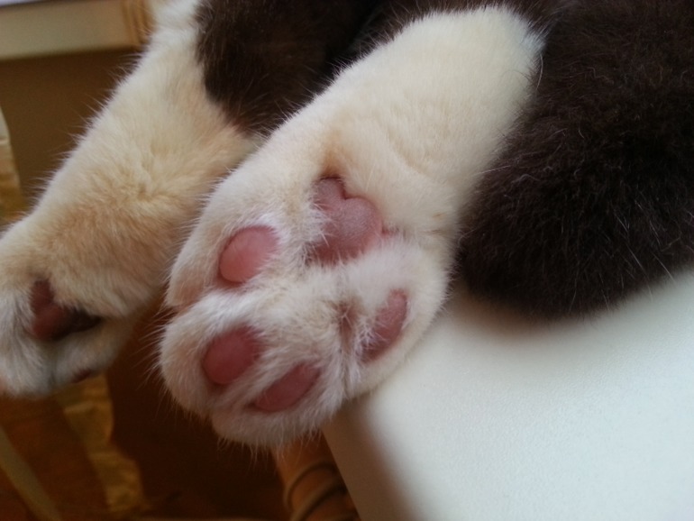 Стёпыч (просто фото)