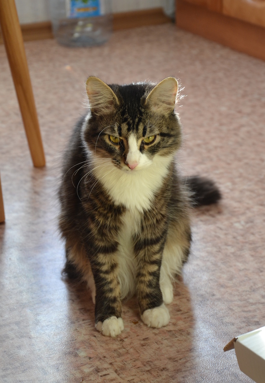 Наш Кузьма или история одного двОрянина