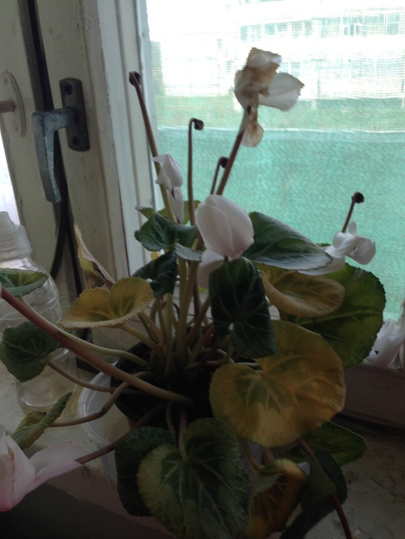 Погибает цветок