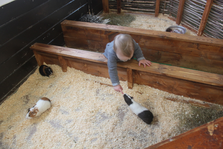 Контактный зоопарк "Жили у бабуси"