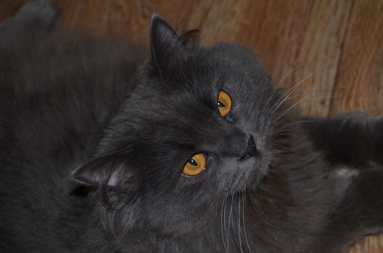 Как кошка Мышка чуть не сдохла после стрижки..