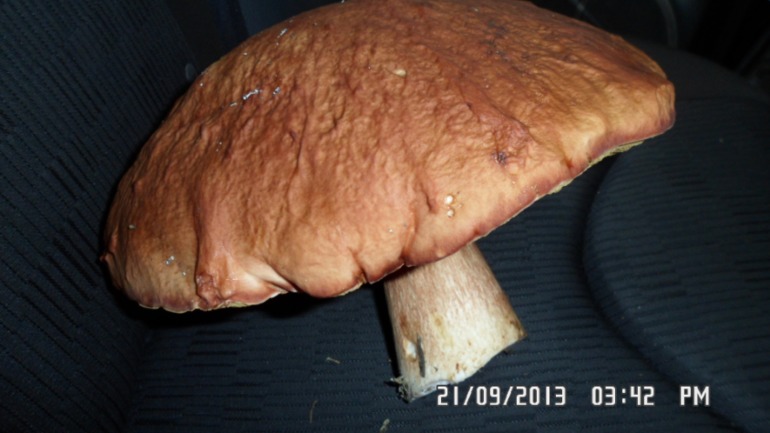 Осенняя поездка в лес