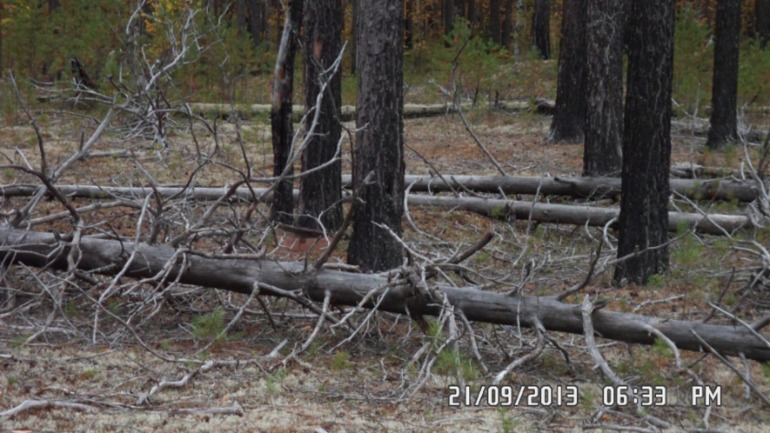 Осенняя поездка в лес
