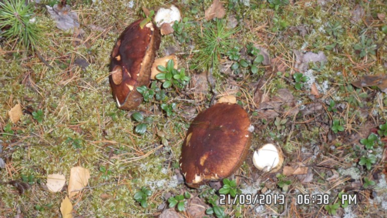 Осенняя поездка в лес