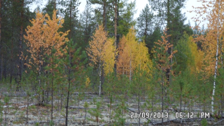 Осенняя поездка в лес