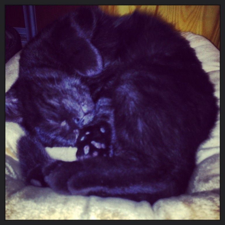 Немножко моей чернопопой козочки))))