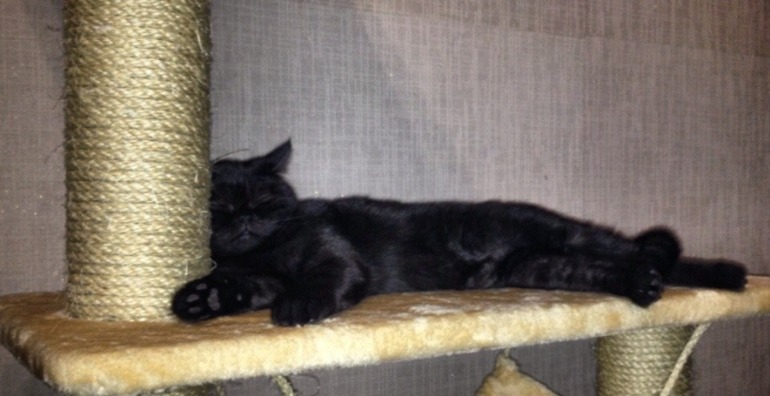 Немножко моей чернопопой козочки))))