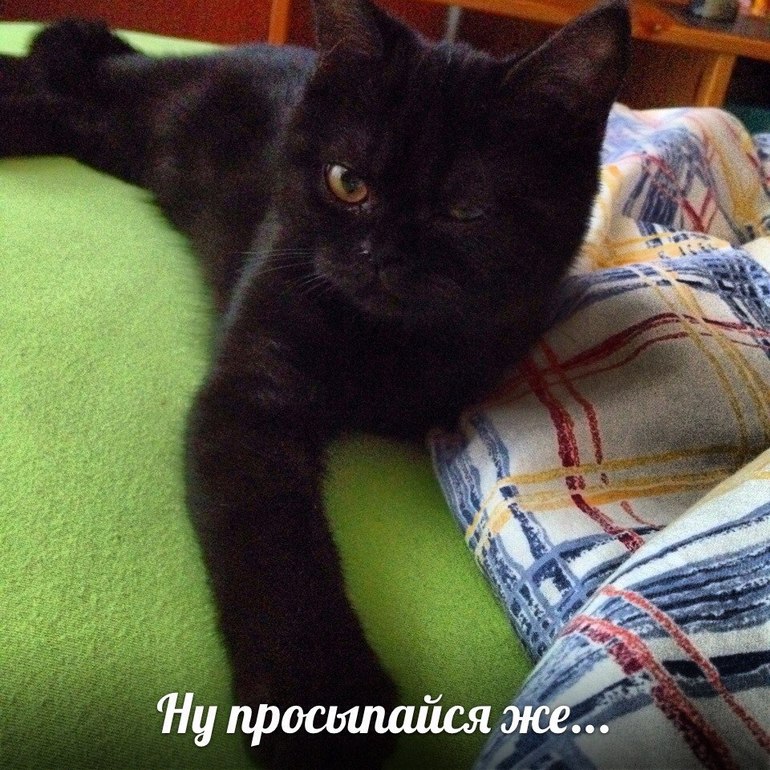 Немножко моей чернопопой козочки))))