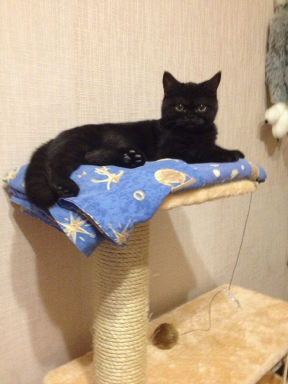 Немножко моей чернопопой козочки))))