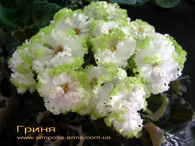 Фиалки - черенки и детки )