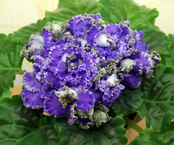 Фиалки - черенки и детки )