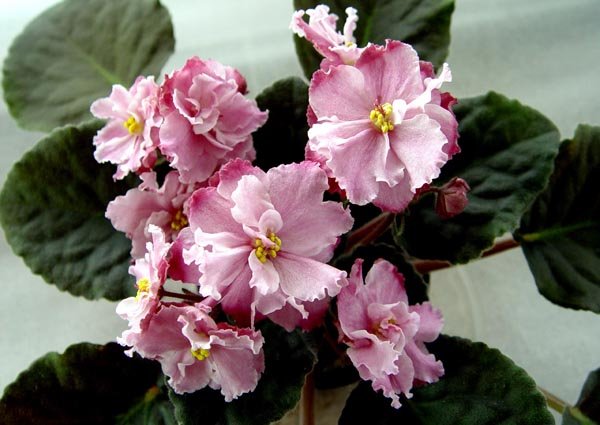 Фиалки - черенки и детки )