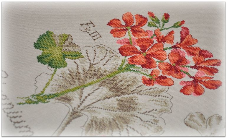 Герань, Véronique Enginger