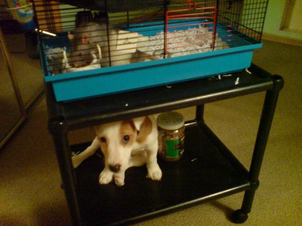 Длинный рассказ про нашего питомца