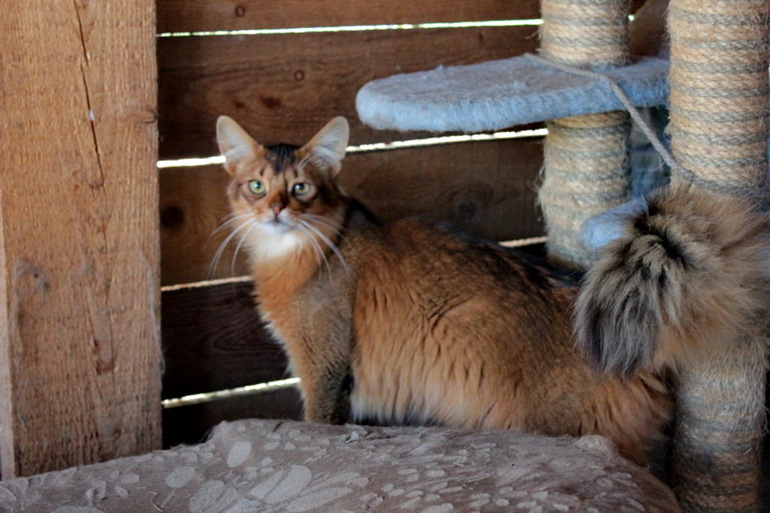 Нужен постоянный хозяин породистому коту.