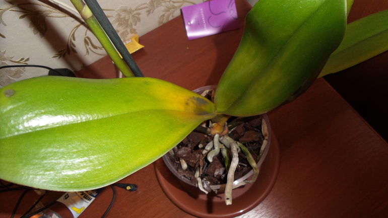 Помогите. Не знаю, что происходит с орхидеей.