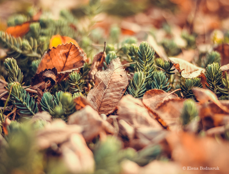 Красота природы