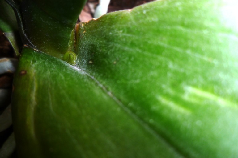 Это ведь не корни?