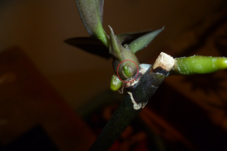 Это ведь не корни?