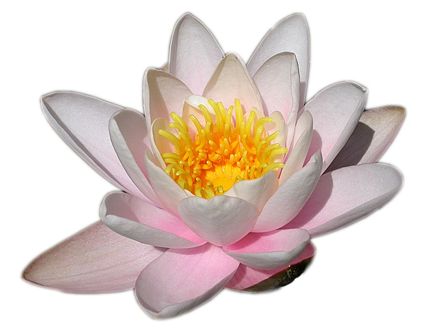 Контрольное задание № 10. Использование быстрой и обтравочной масок