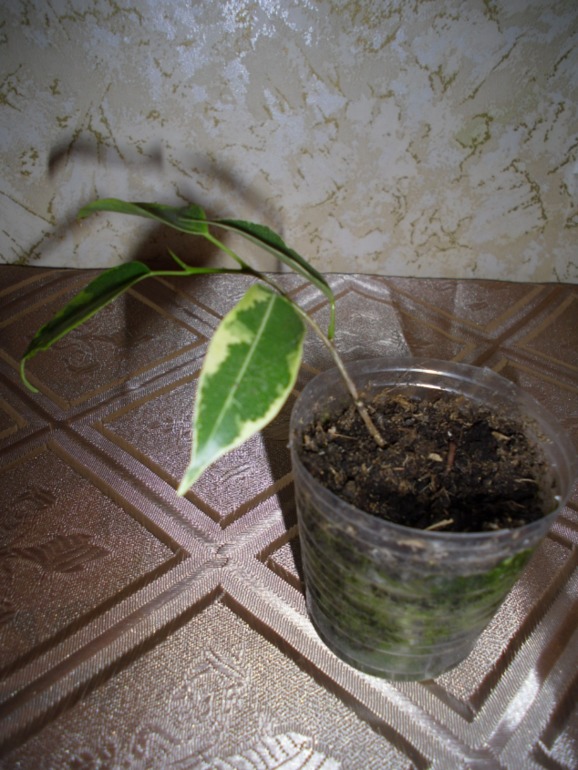 Посмотрите-помогите советом