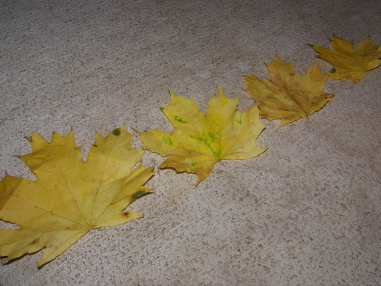 ТЗ Золотая осень