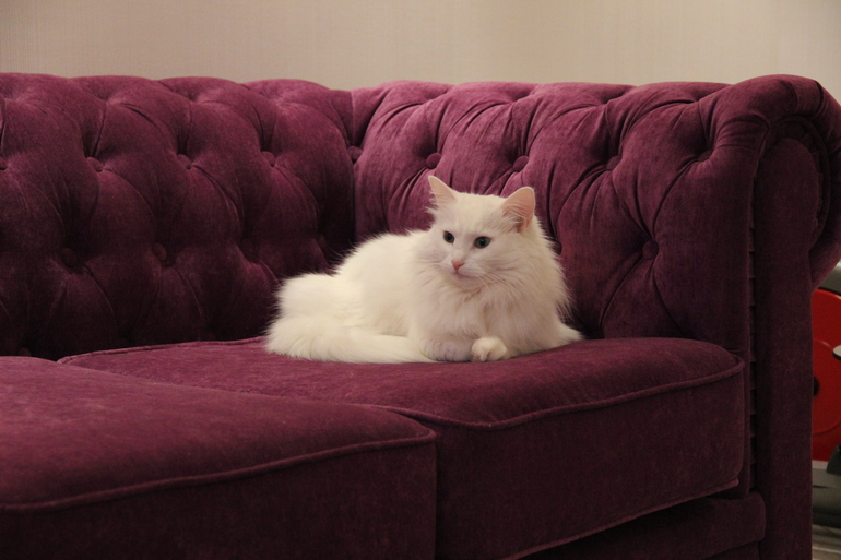 Мой хваст- диван!)))