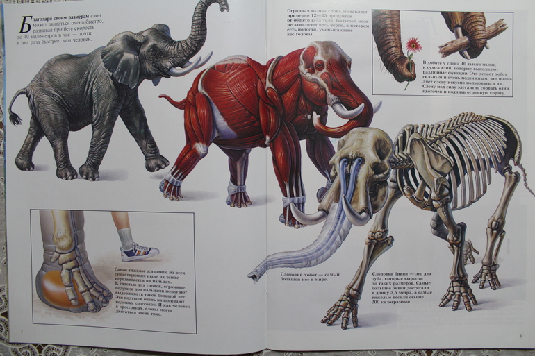 ZooBooks