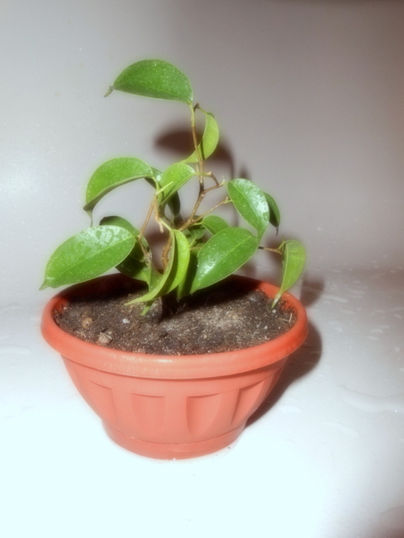 Фикусовый хваст