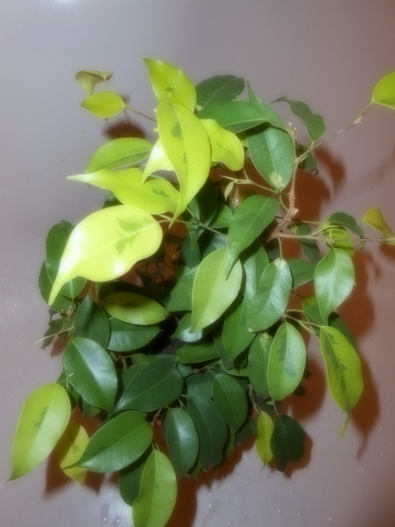 Фикусовый хваст