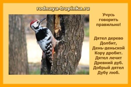 Какие птицы бывают?